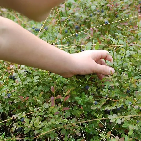 アパート Apartementos Saukkohaka